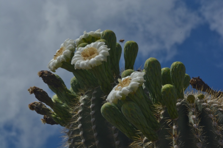Saguaro flowers